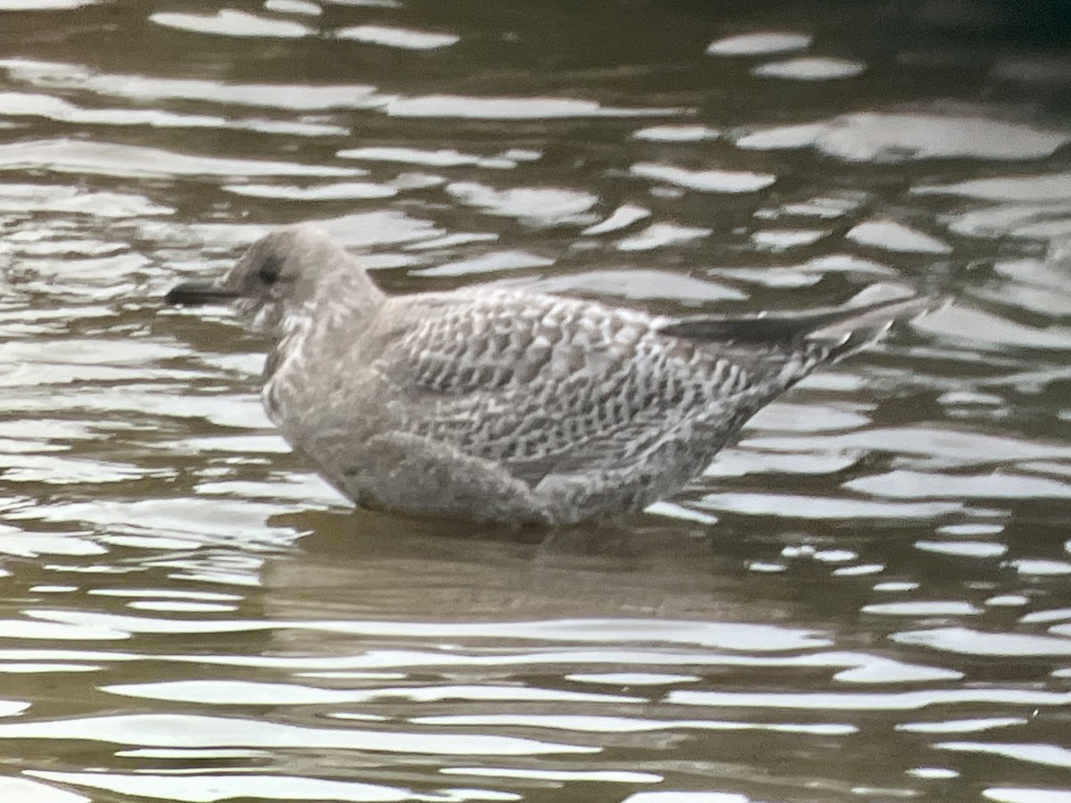 Iceland Gull (Thayer's) - ML644665761