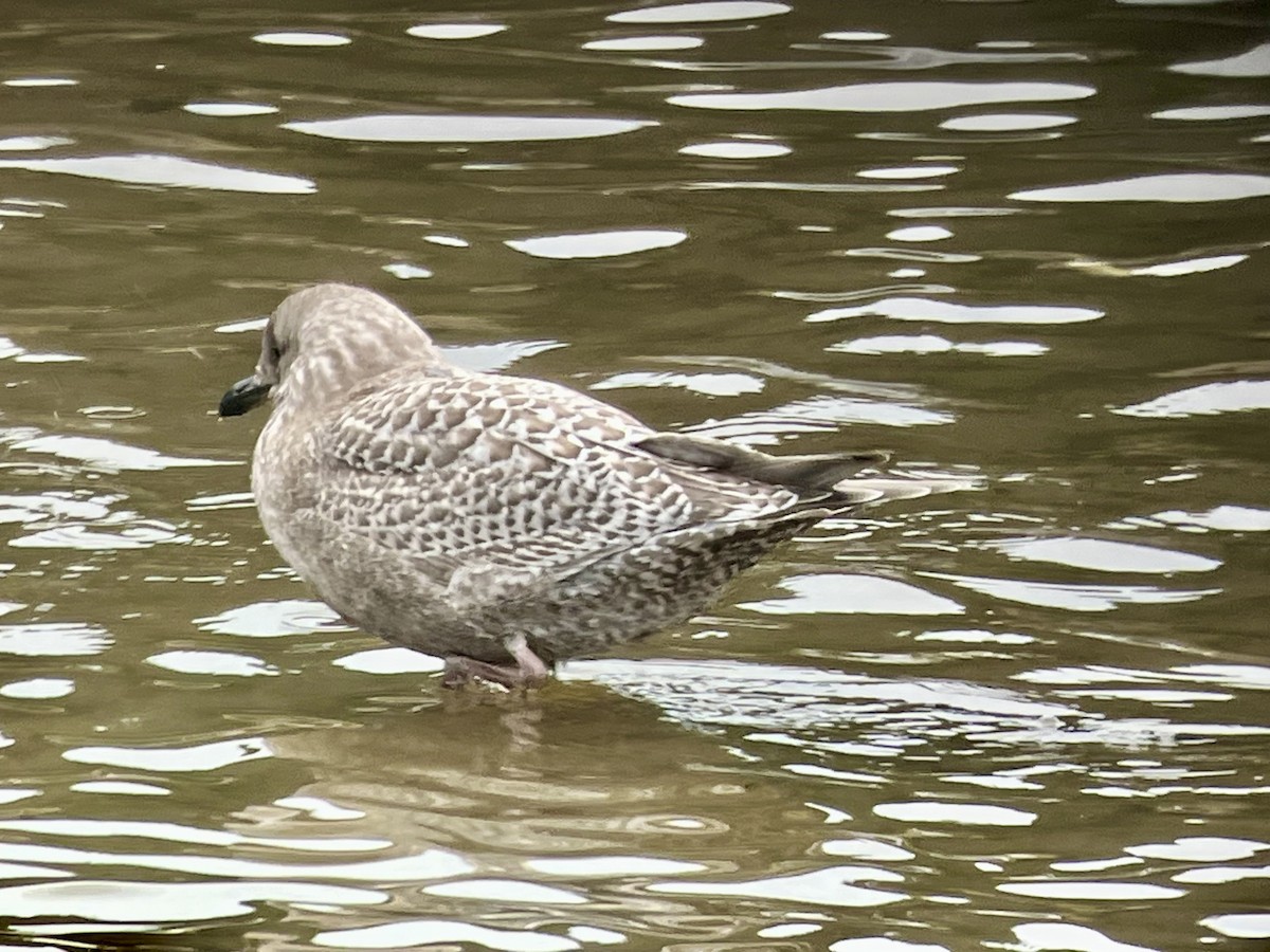 Iceland Gull (Thayer's) - ML644665762