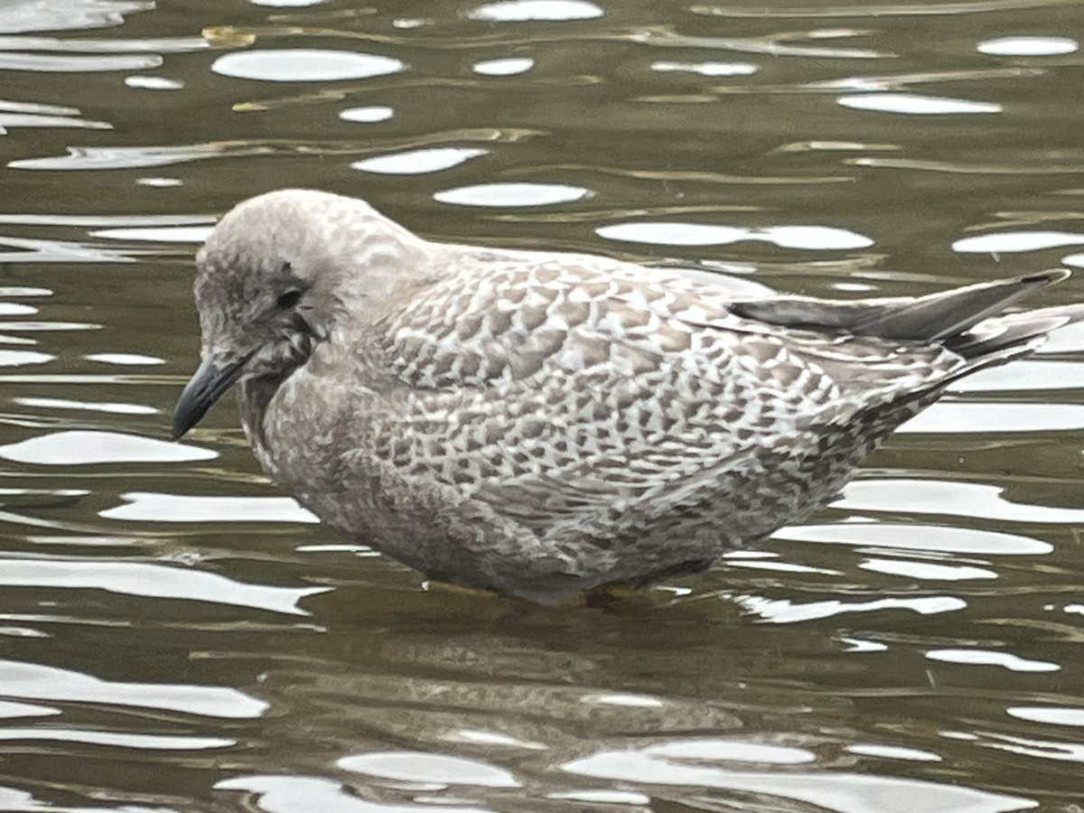 Iceland Gull (Thayer's) - ML644665763