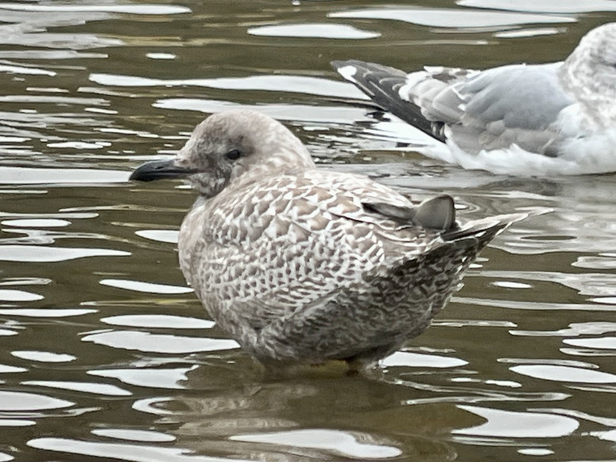 Iceland Gull (Thayer's) - ML644665764