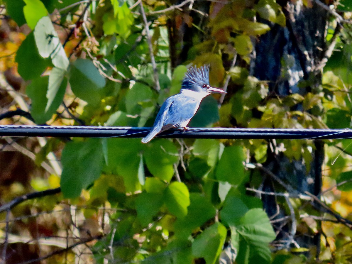 שלדג אמריקני - ML644665765