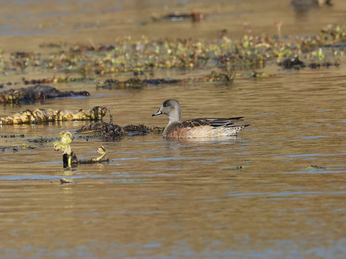 Свищ американський - ML644665766