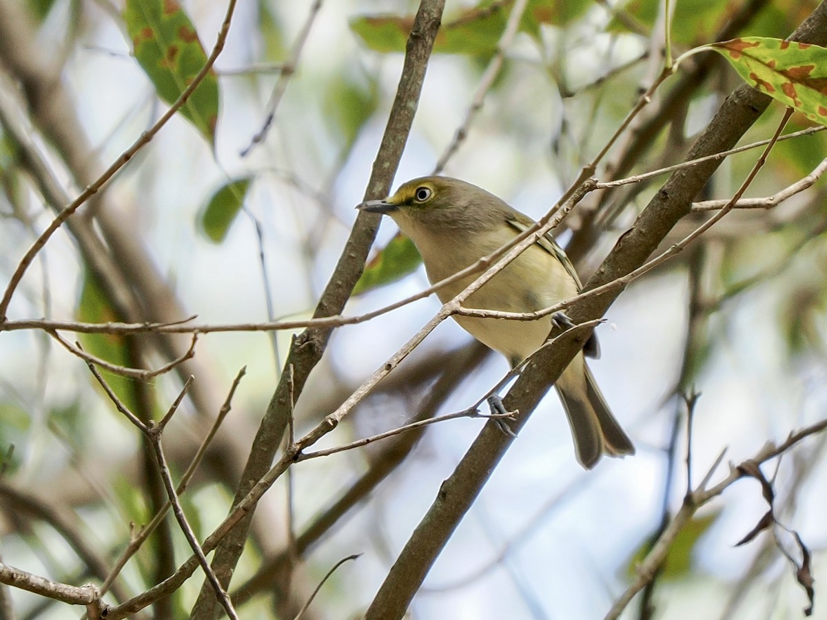 Vireo Ojiblanco - ML644665769