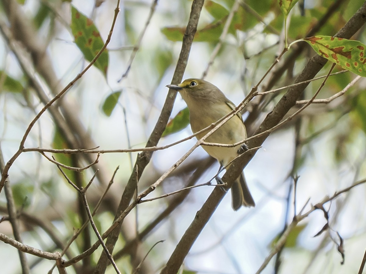 Vireo Ojiblanco - ML644665770