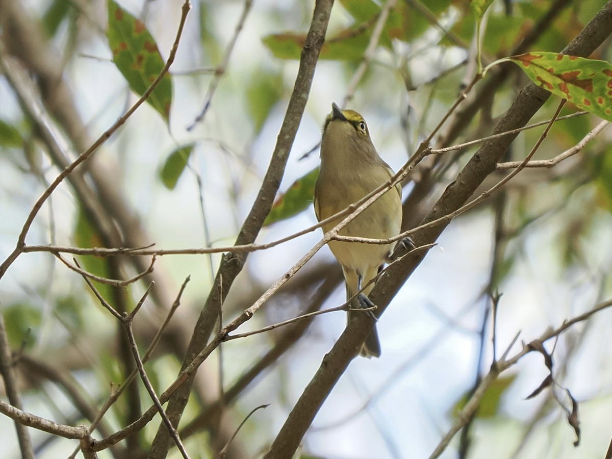 Vireo Ojiblanco - ML644665771