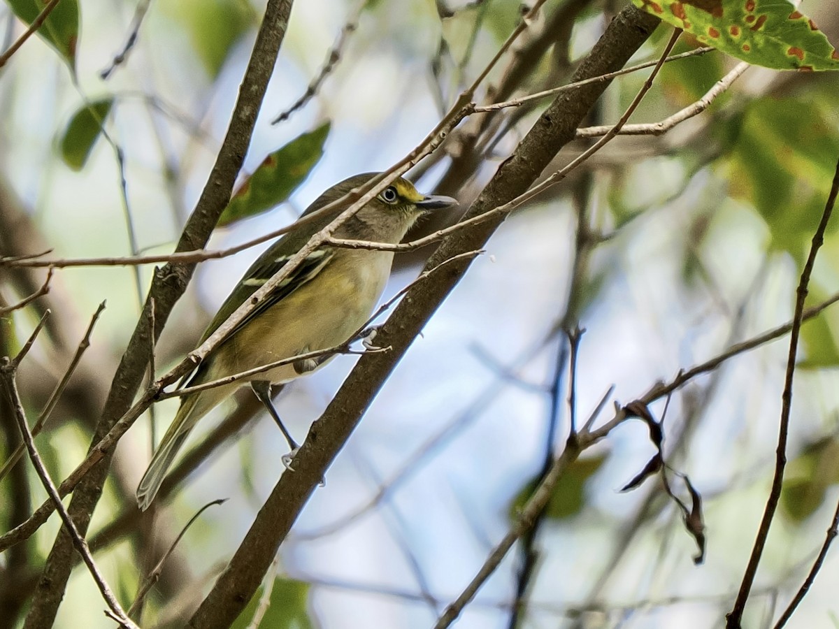 Vireo Ojiblanco - ML644665773