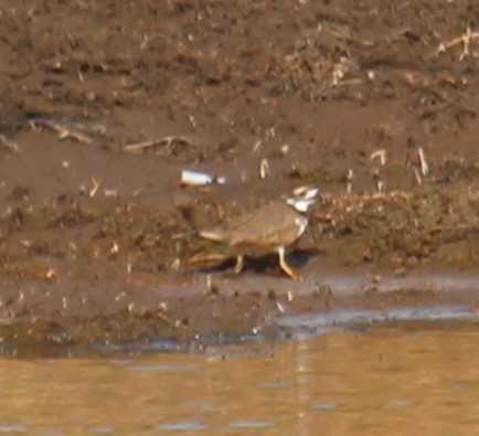 Semipalmated Plover - ML644665776
