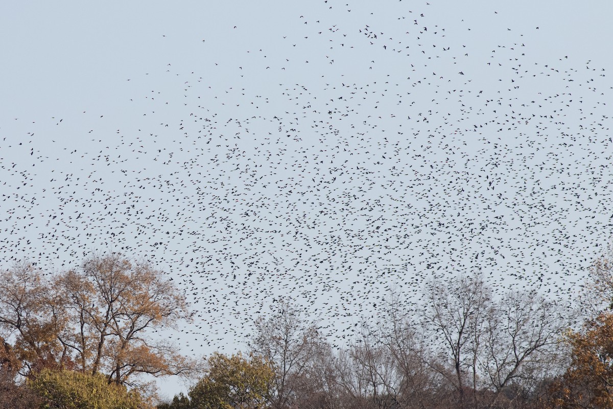 Гракл пурпуровошиїй - ML644665778