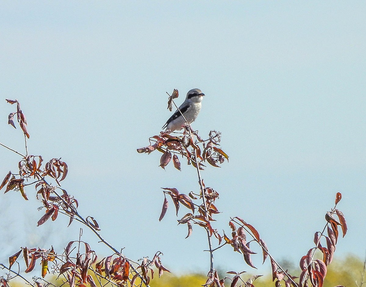 Antzandobi boreala - ML644665780
