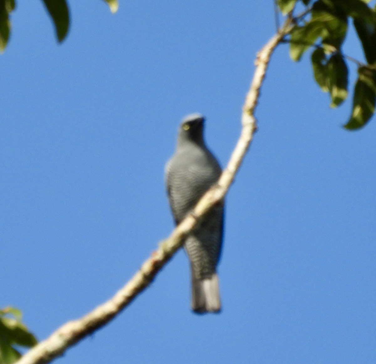 Barred Cuckooshrike - ML644665785