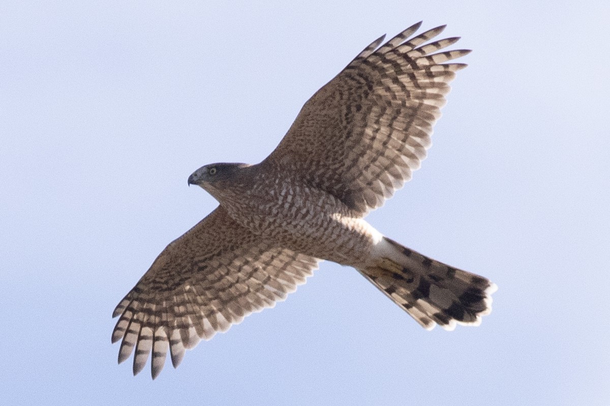 Cooper's Hawk - ML644665790