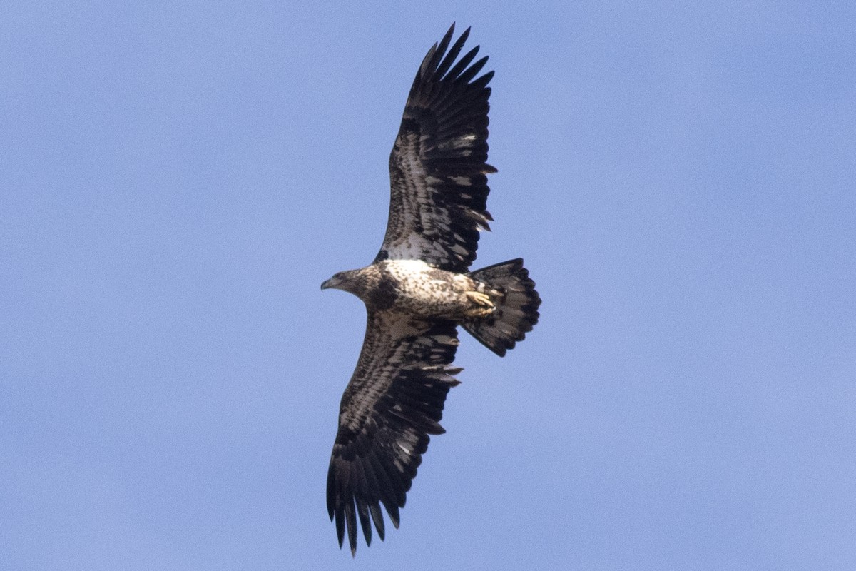 Орлан білоголовий - ML644665794