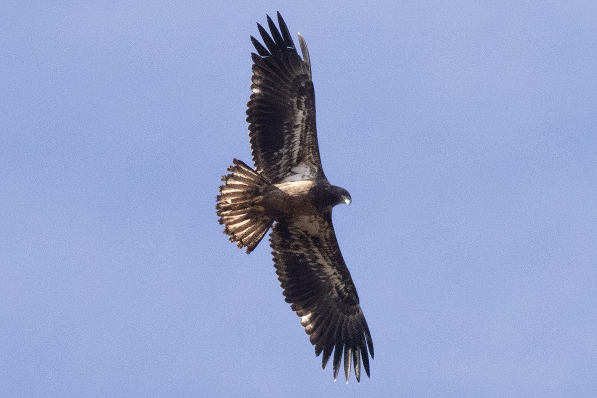 Орлан білоголовий - ML644665795