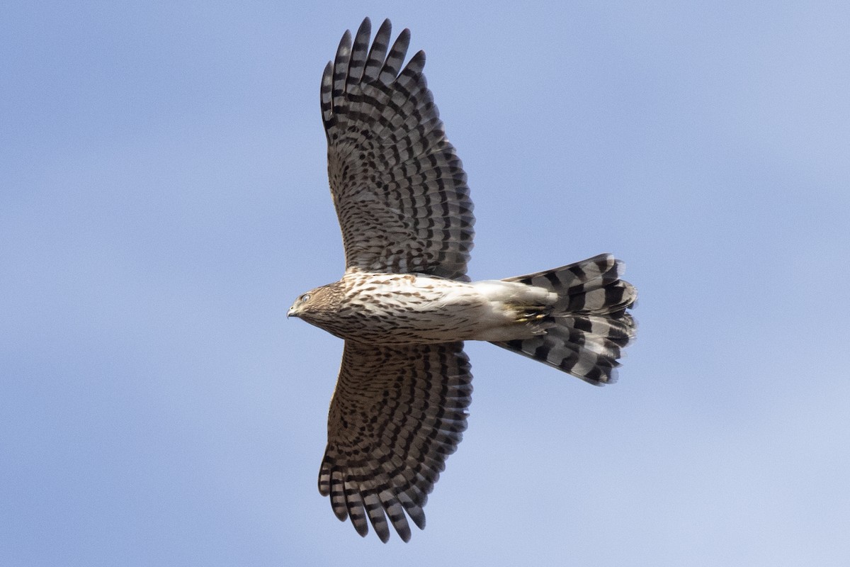 Cooper's Hawk - ML644665804