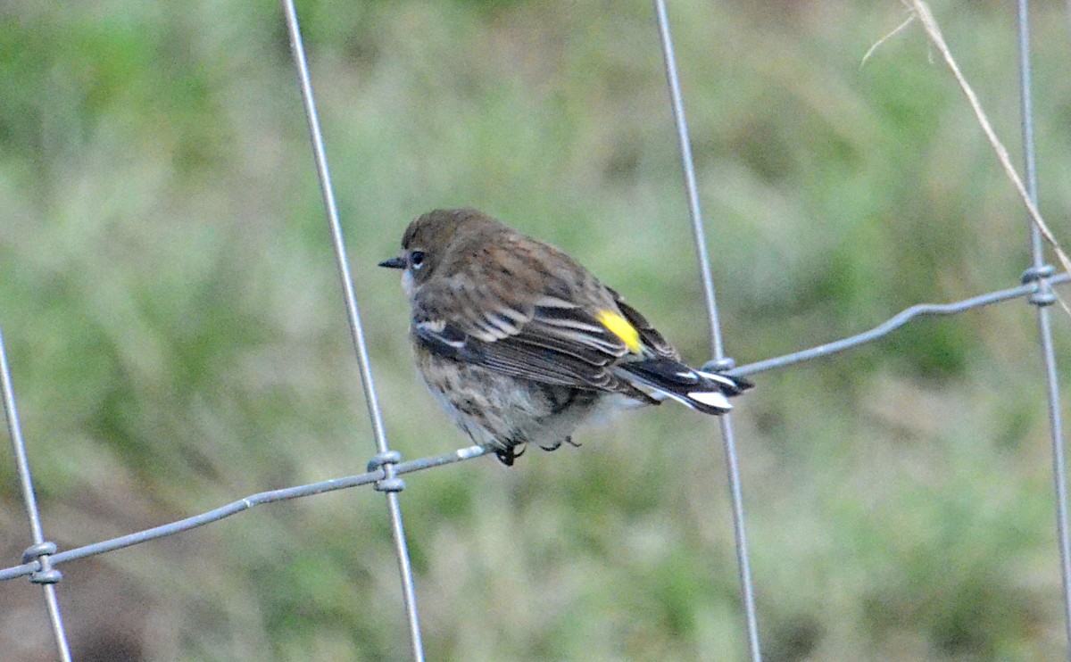 Yellow-rumped Warbler - ML644665806
