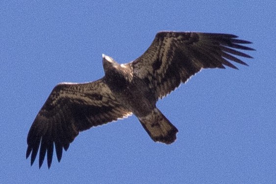 Орлан білоголовий - ML644665807