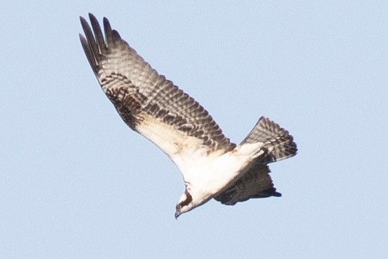 Скопа західна (підвид carolinensis) - ML644665809