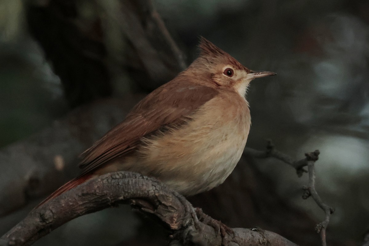 Crested Hornero - ML644665810