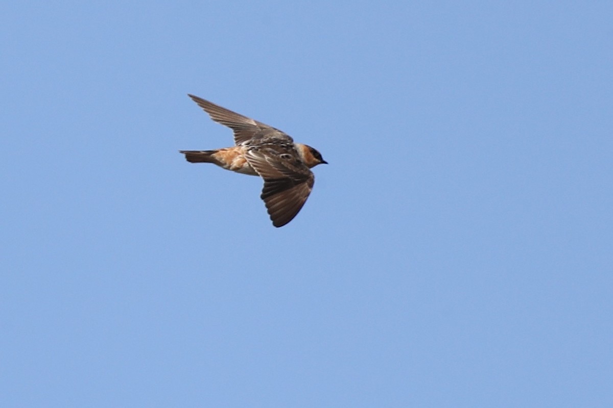 Cave Swallow (Texas) - ML644665828