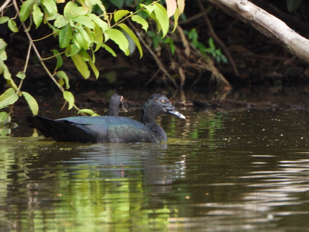 ノバリケン - ML644665832