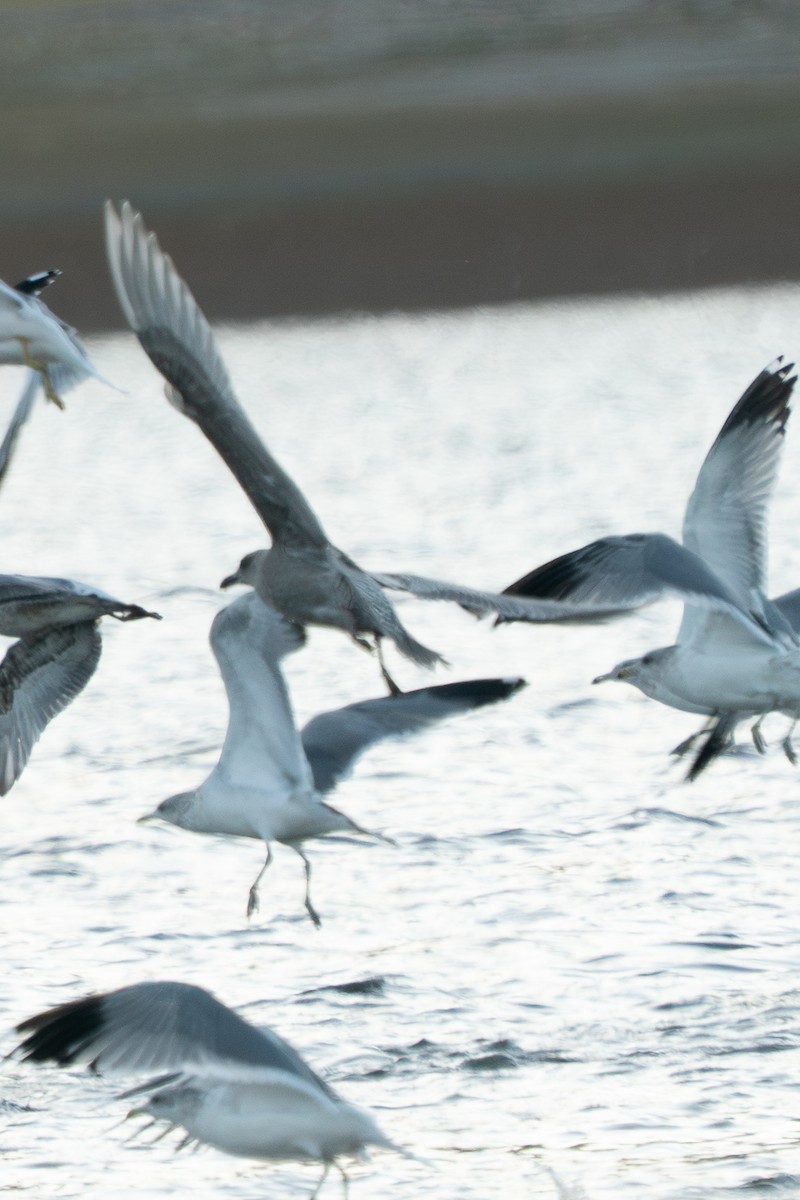 American Herring x Glaucous-winged Gull (hybrid) - ML644665835