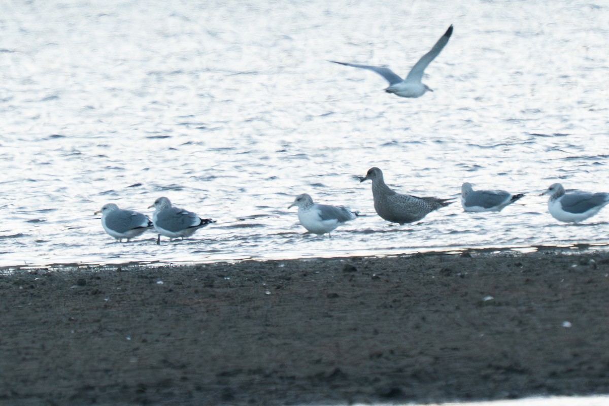 American Herring x Glaucous-winged Gull (hybrid) - ML644665836