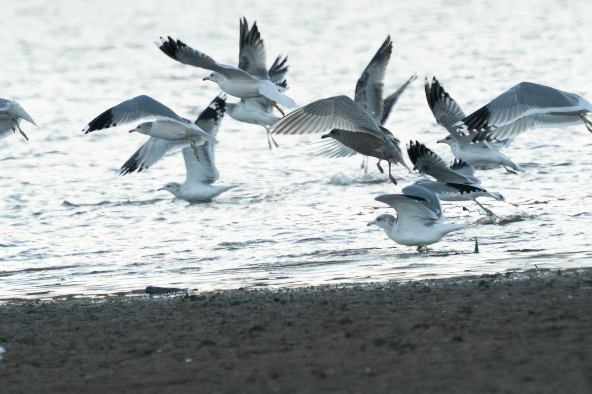 American Herring x Glaucous-winged Gull (hybrid) - ML644665837