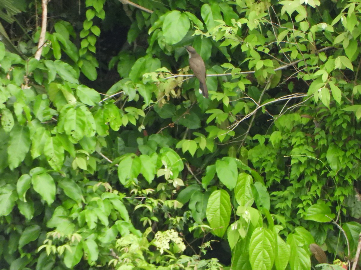 Dark-billed Cuckoo - ML644665840