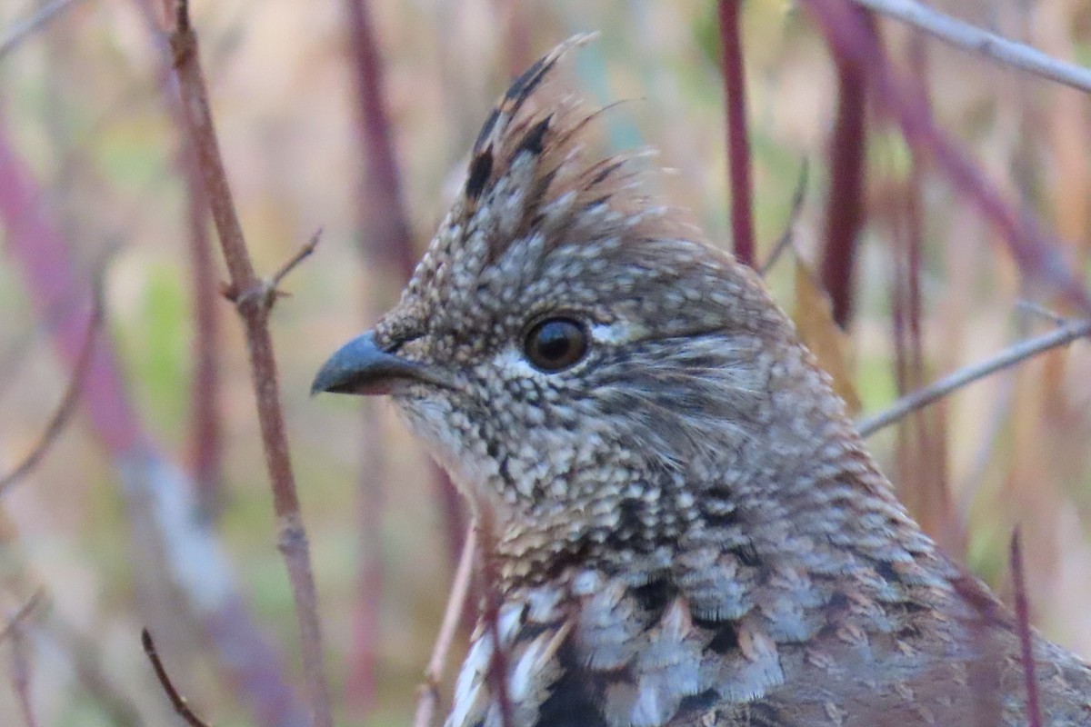 kragejerpe - ML644665846