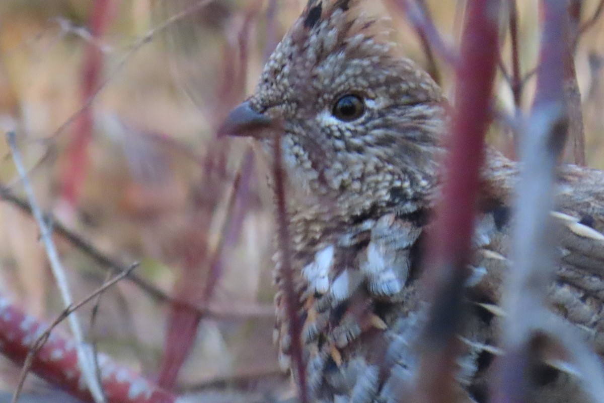 kragejerpe - ML644665847