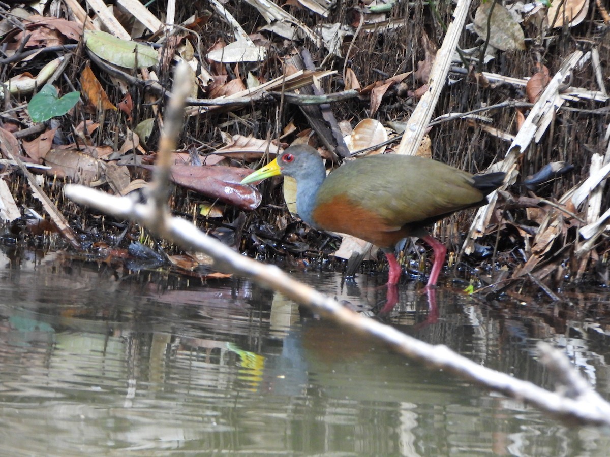 Cayenneralle - ML644665848