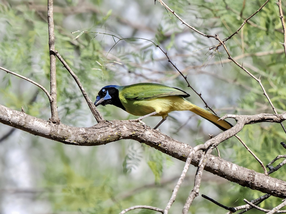 Green Jay - ML644665849