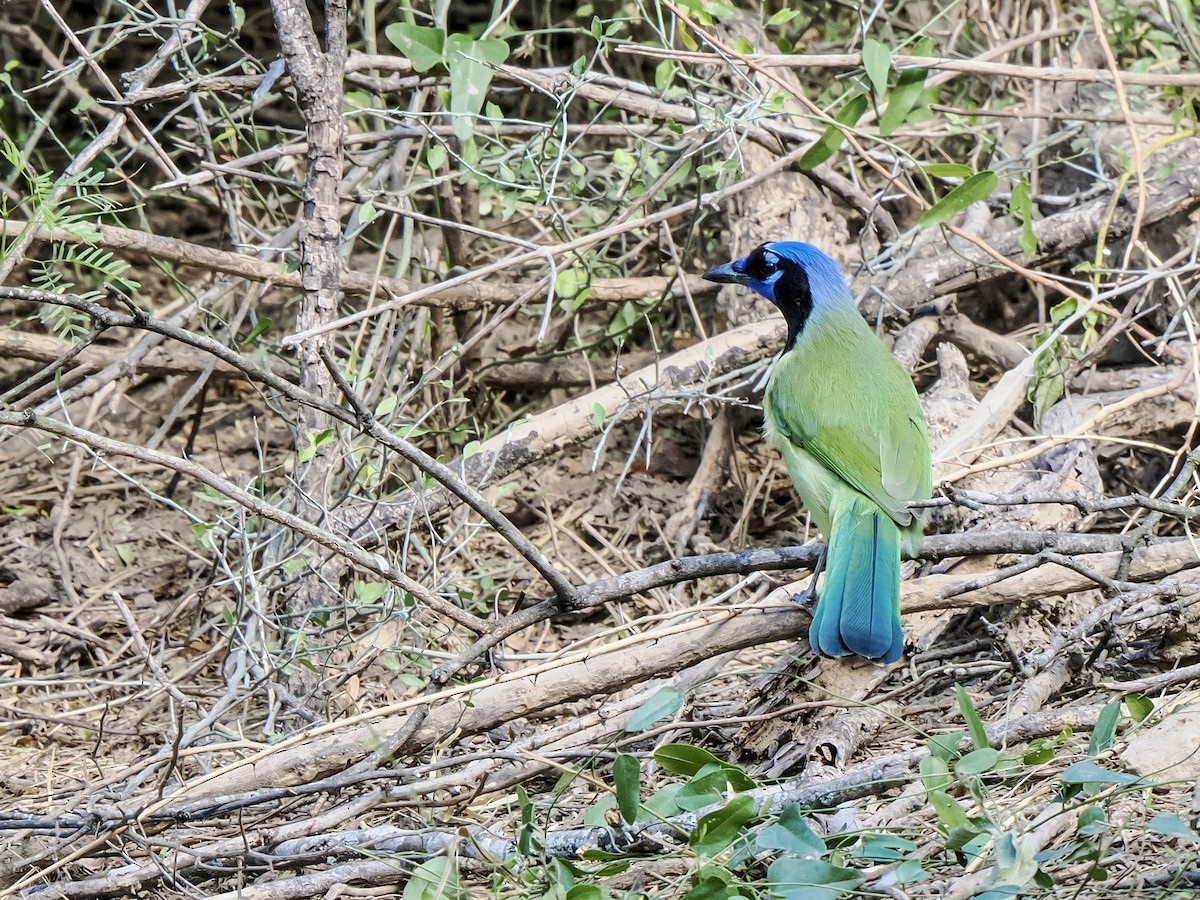 Green Jay - ML644665850