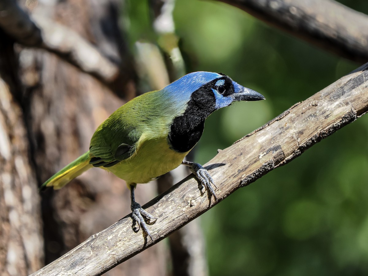 Green Jay - ML644665851