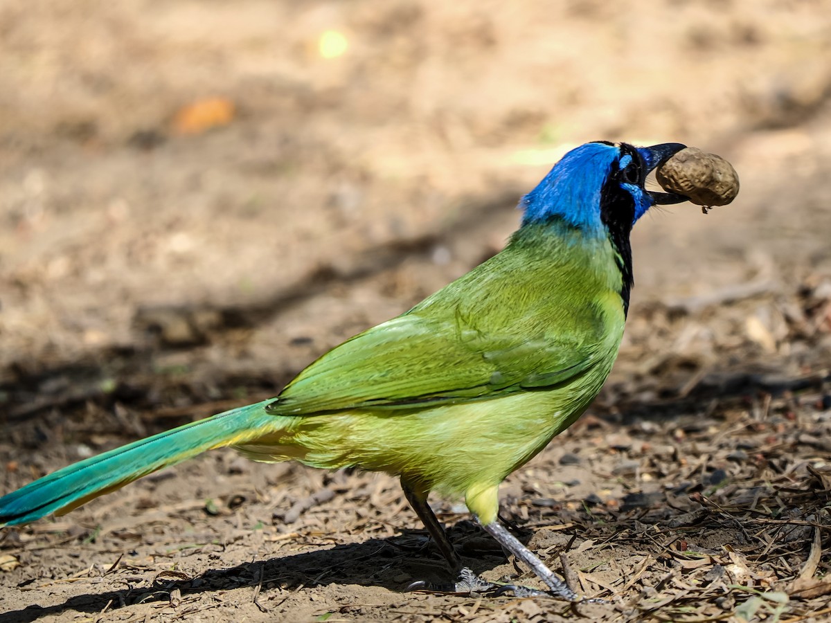 Green Jay - ML644665852