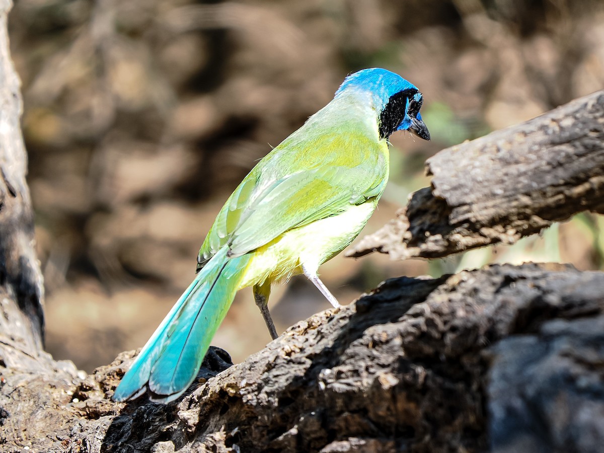 Green Jay - ML644665853