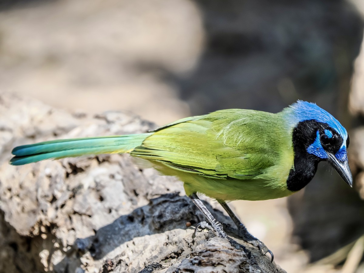 Green Jay - ML644665854