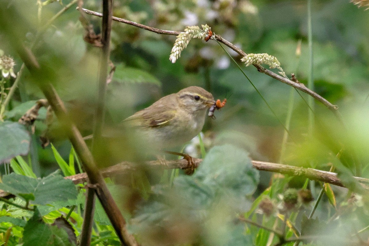 Pouillot fitis - ML644665855