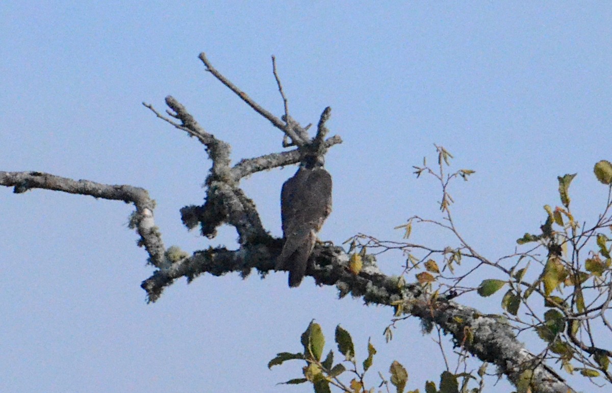 Falco pellegrino - ML644665856