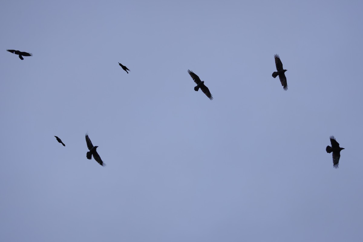 Крук звичайний - ML644665873