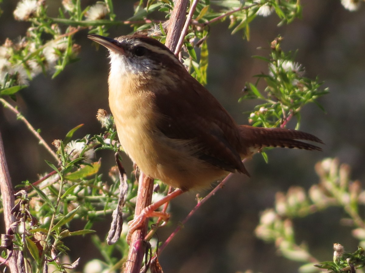 Carolina Wren - ML644665874