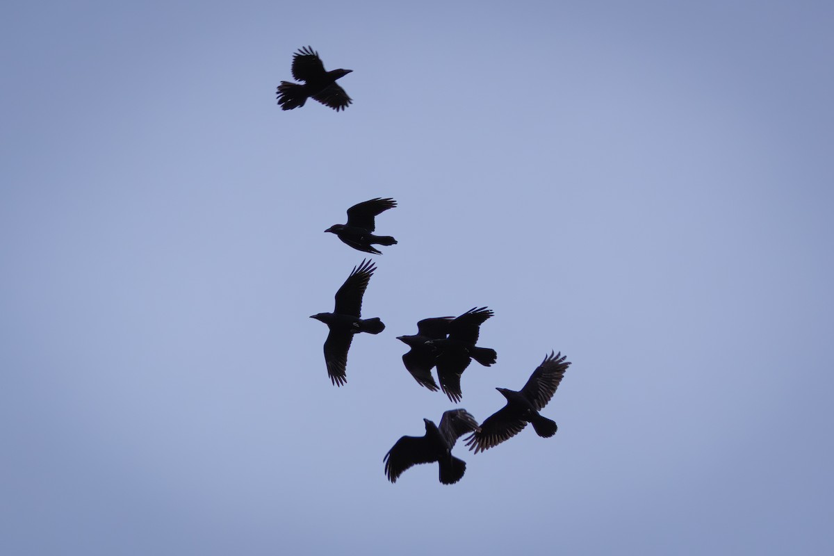 Крук звичайний - ML644665875