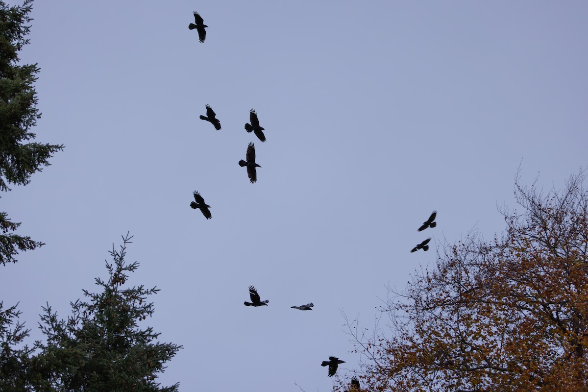 Крук звичайний - ML644665876