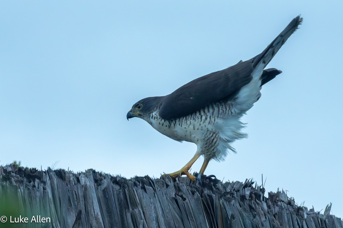 African Goshawk - ML644665879