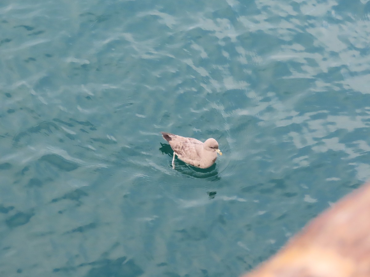 Глупыш - ML644665880