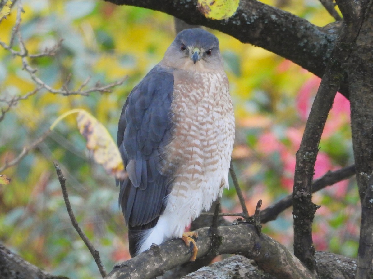 Cooper's Hawk - ML644665881