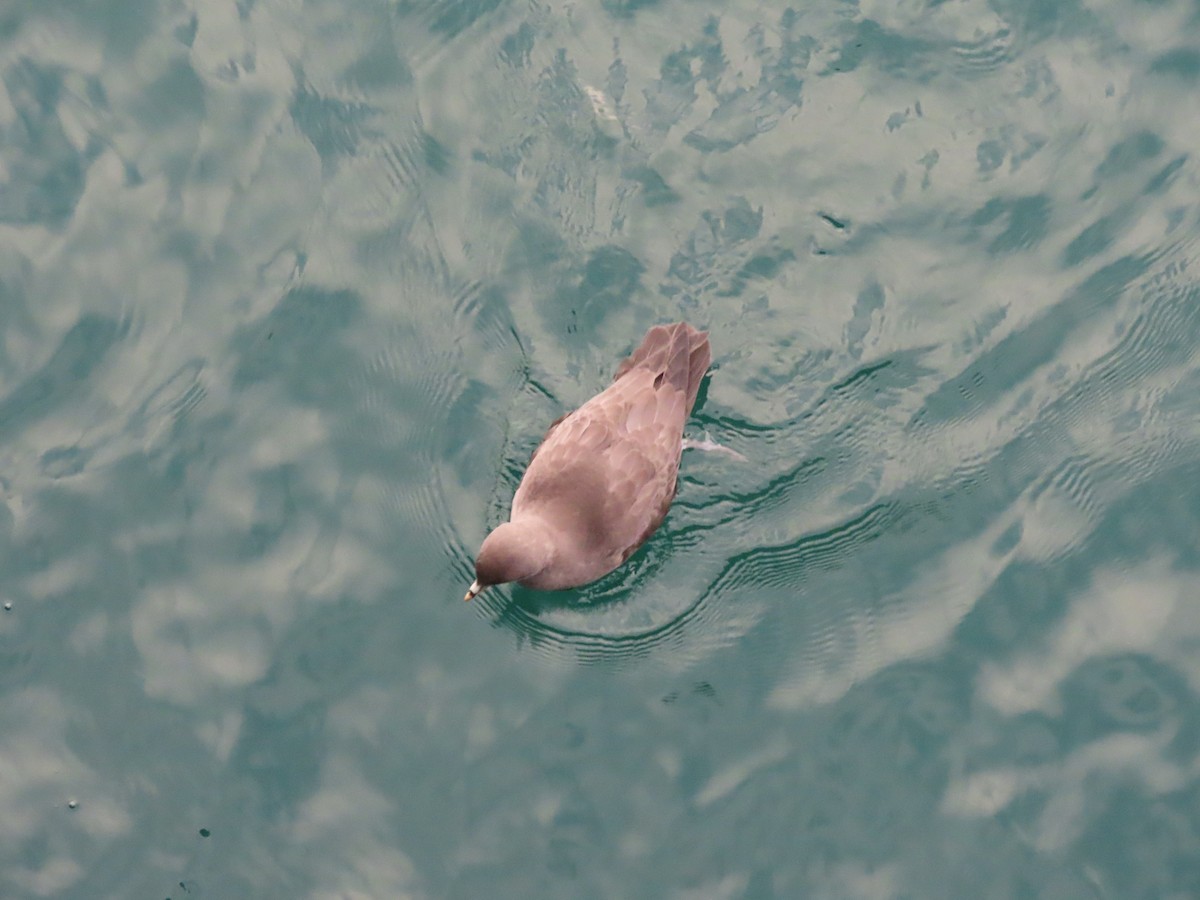 Глупыш - ML644665882