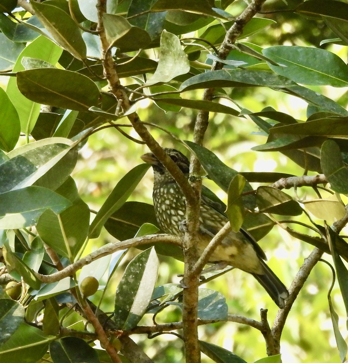 Spotted Catbird - ML644665883