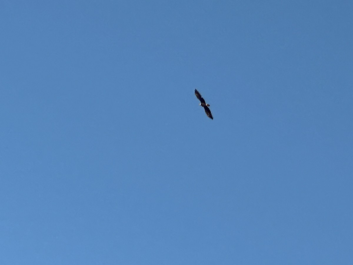Bald Eagle - ML644665884