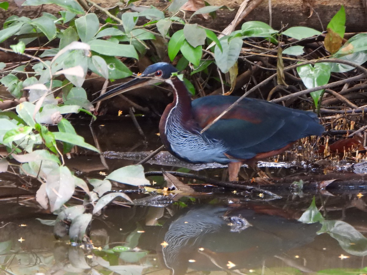 Agami Balıkçılı - ML644665885